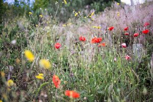 closeup of red, yellow, greyish blue wildflowers in green field by Stephanie Krist on UnSplash